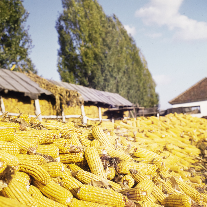 minerva_dn_1972_587_cap_satu_mare_001