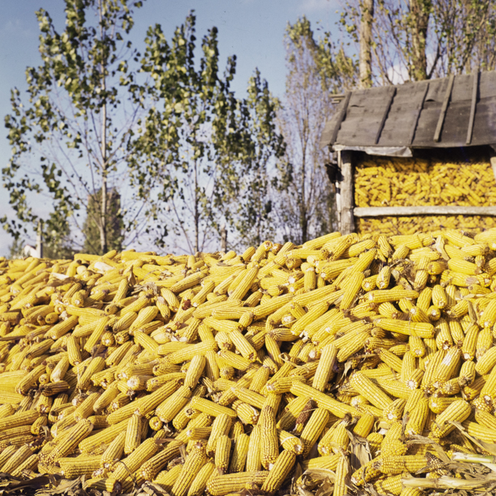 minerva_dn_1972_587_cap_satu_mare_003