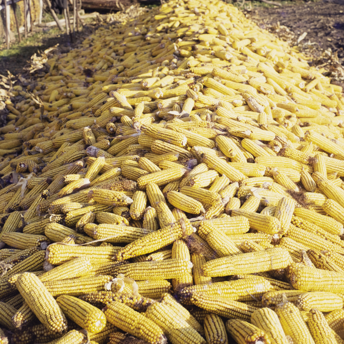 minerva_dn_1972_587_cap_satu_mare_004