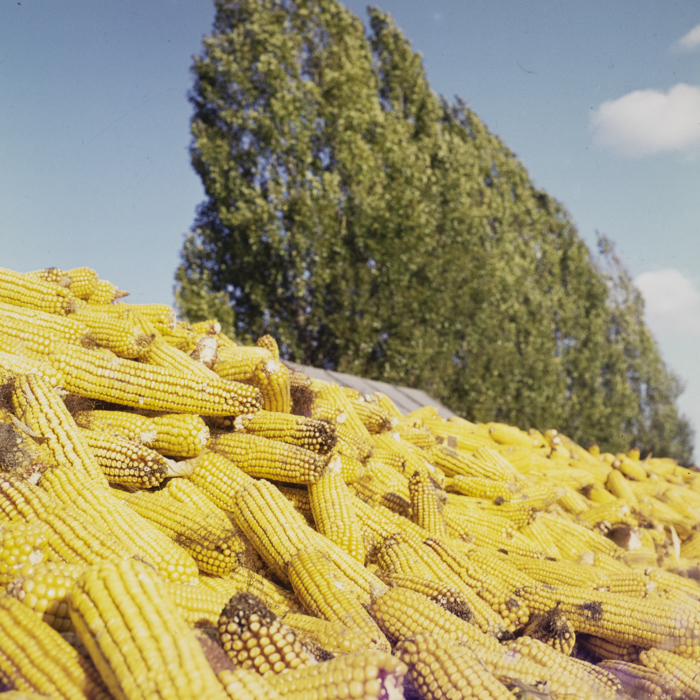 minerva_dn_1972_587_cap_satu_mare_005