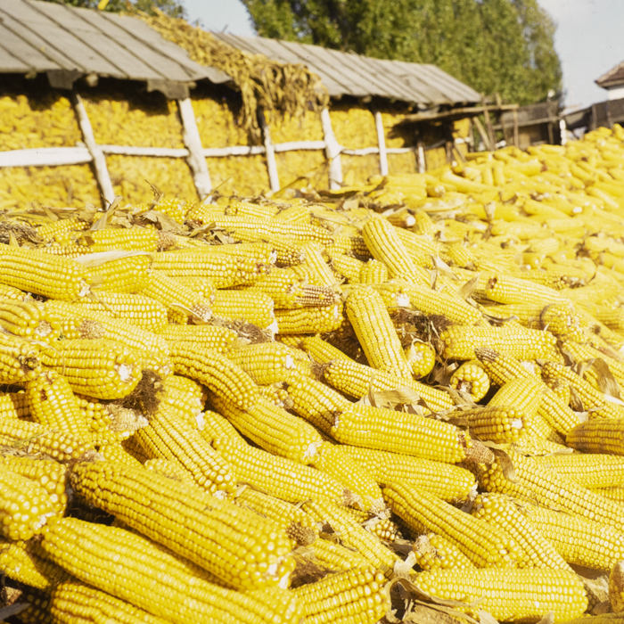 minerva_dn_1972_587_cap_satu_mare_006