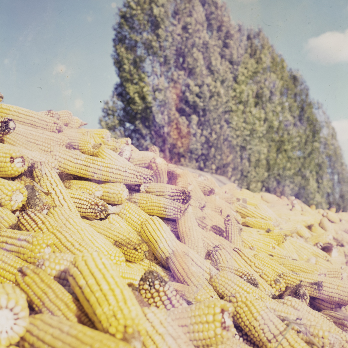 minerva_dn_1972_587_cap_satu_mare_008