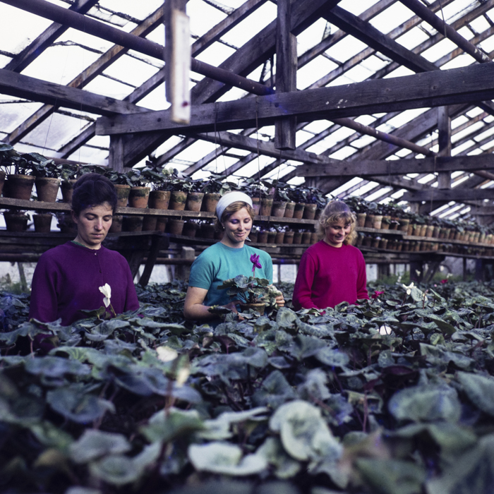 minerva_dn_1972_587_cap_satu_mare_009