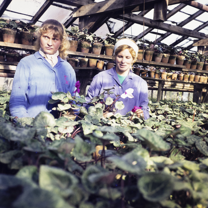 minerva_dn_1972_587_cap_satu_mare_010