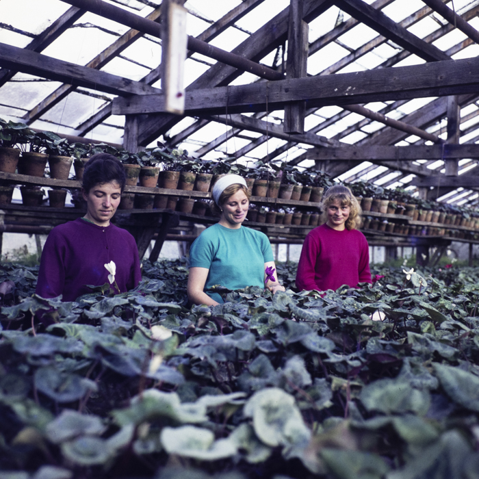 minerva_dn_1972_587_cap_satu_mare_011