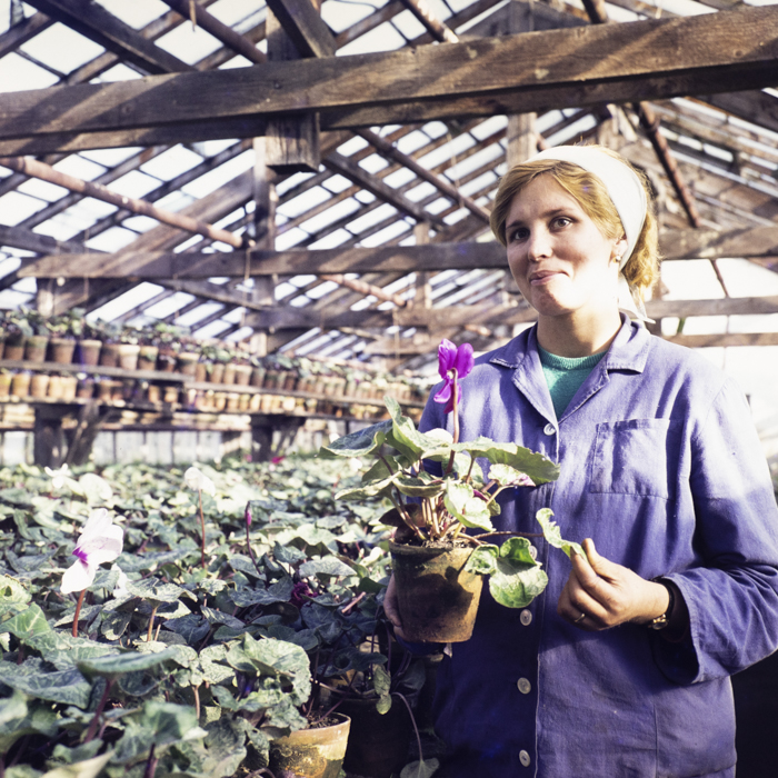 minerva_dn_1972_587_cap_satu_mare_012