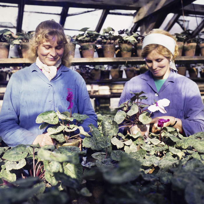 minerva_dn_1972_587_cap_satu_mare_013