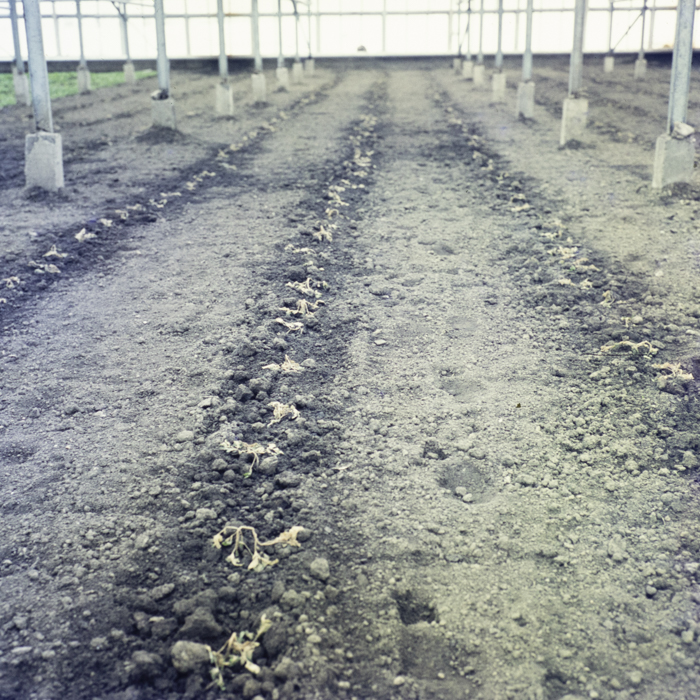 minerva_dn_1973_608_cap_tg_secuiesc_002