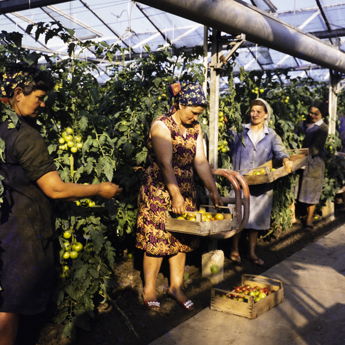 minerva_dn_1973_642_com_olari_jud_arad_004