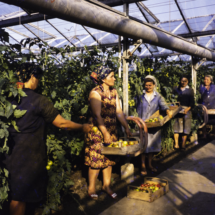 minerva_dn_1973_642_com_olari_jud_arad_006