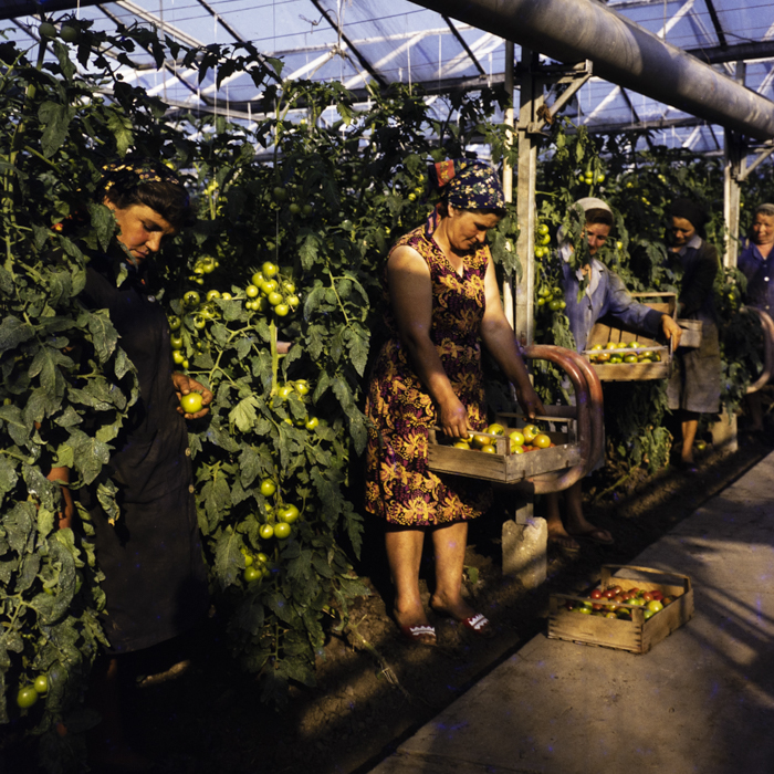 minerva_dn_1973_642_com_olari_jud_arad_008