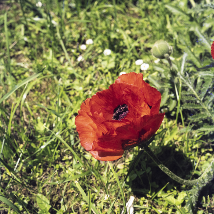 minerva_dn_1973_658_flori_botanica_001