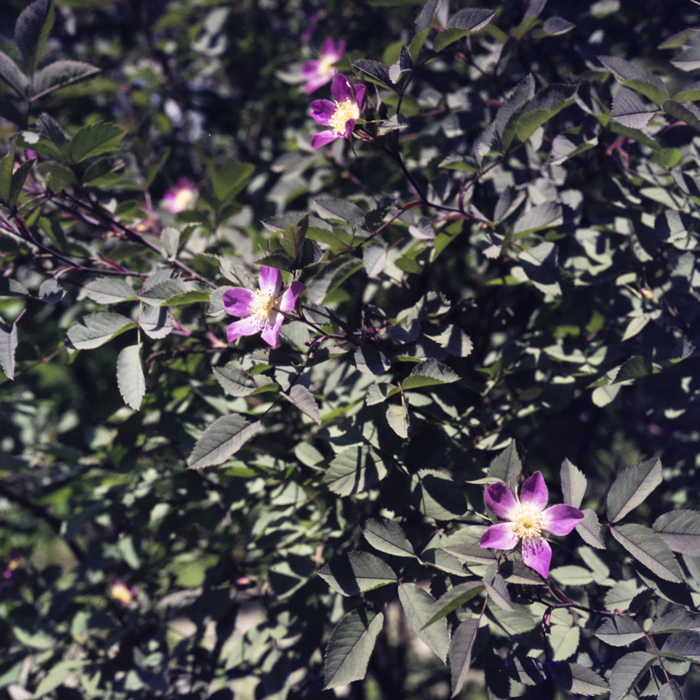 minerva_dn_1973_658_flori_botanica_002