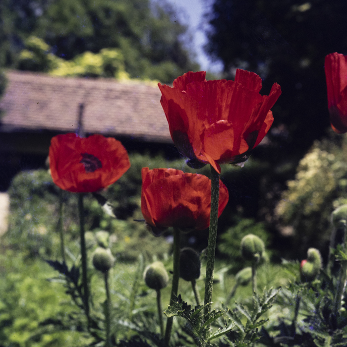 minerva_dn_1973_658_flori_botanica_003