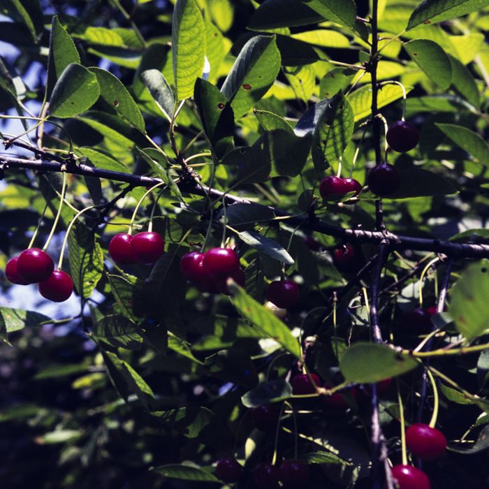 minerva_dn_1973_665_flori_fructe_visine_002