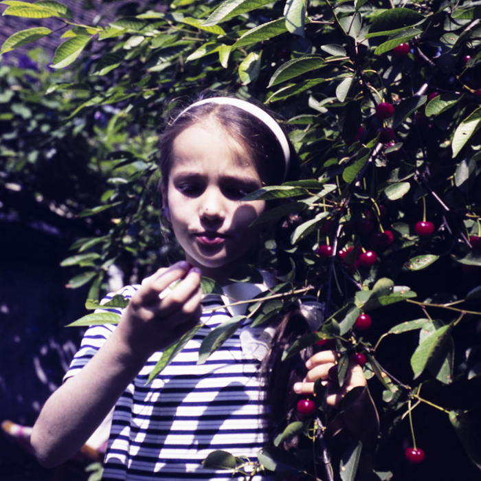 minerva_dn_1973_665_flori_fructe_visine_004