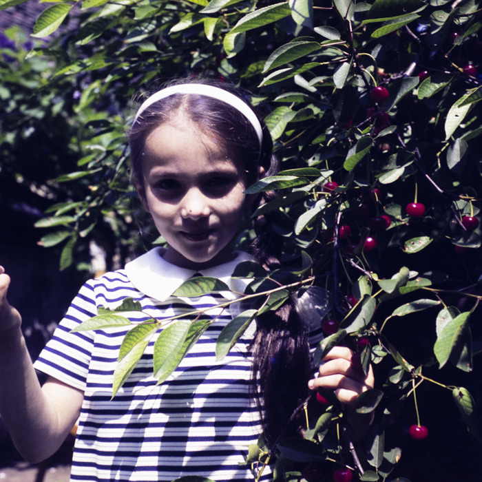 minerva_dn_1973_665_flori_fructe_visine_005