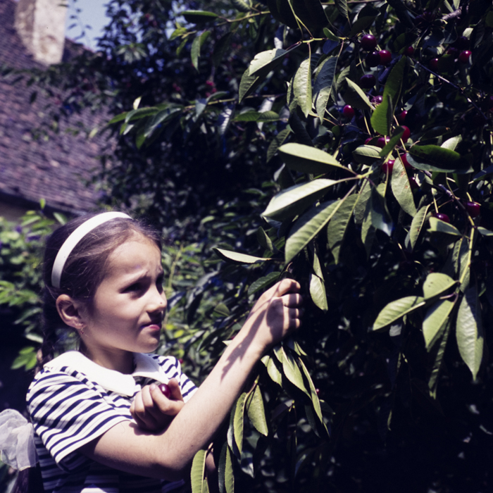 minerva_dn_1973_665_flori_fructe_visine_006