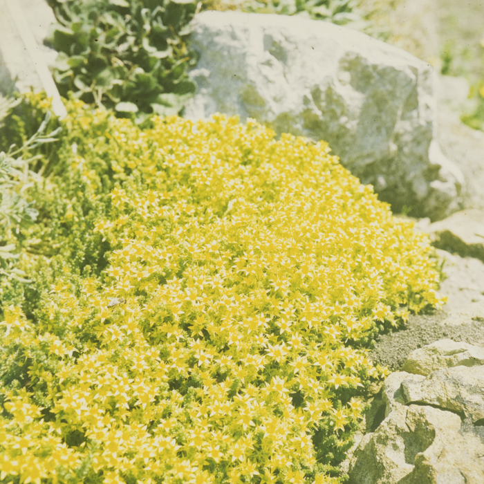 minerva_dn_1973_666_zarzaturi_flori_001