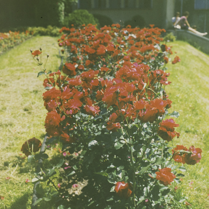 minerva_dn_1973_666_zarzaturi_flori_002