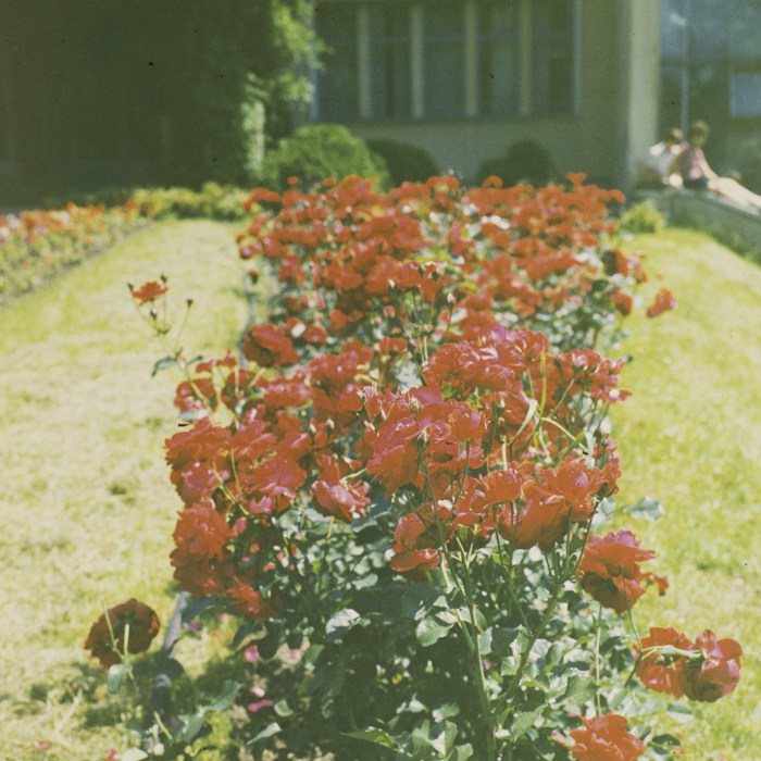 minerva_dn_1973_666_zarzaturi_flori_003