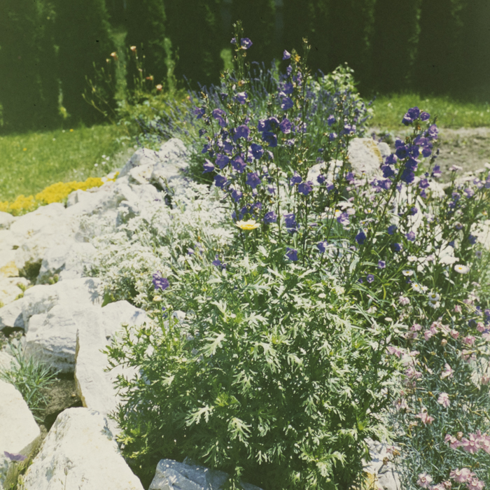 minerva_dn_1973_666_zarzaturi_flori_004