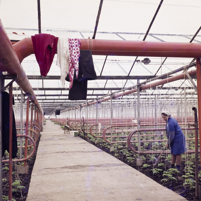 minerva_dn_1974_690_c.a.p_szalonta_013