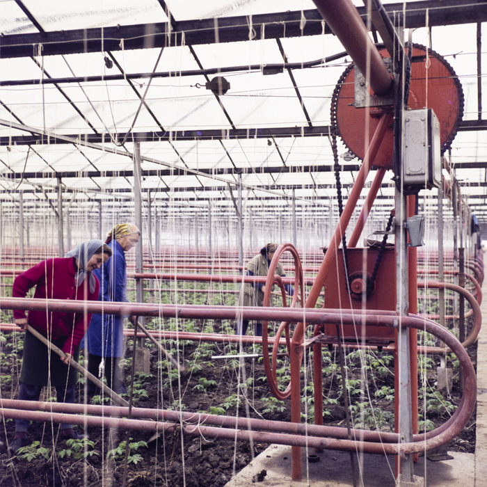 minerva_dn_1974_690_c.a.p_szalonta_016