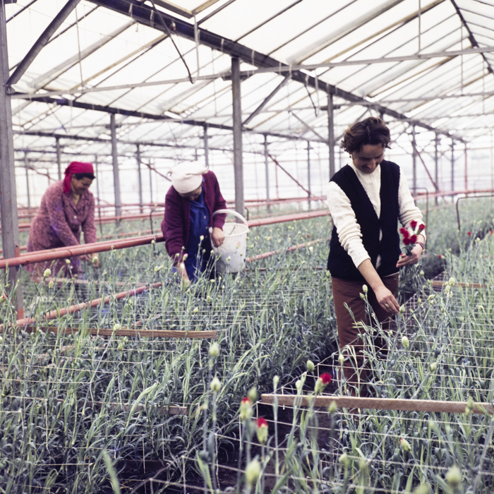 minerva_dn_1974_690_c.a.p_szalonta_018