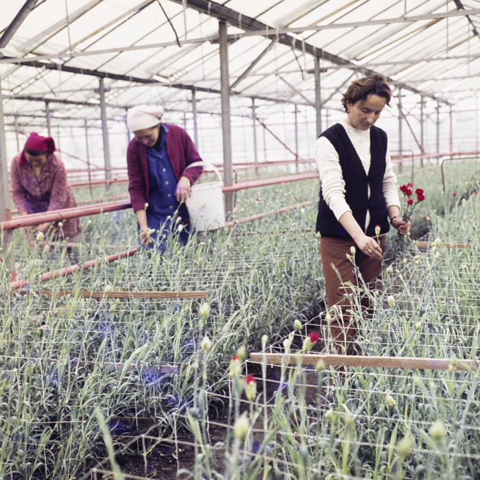 minerva_dn_1974_690_c.a.p_szalonta_019