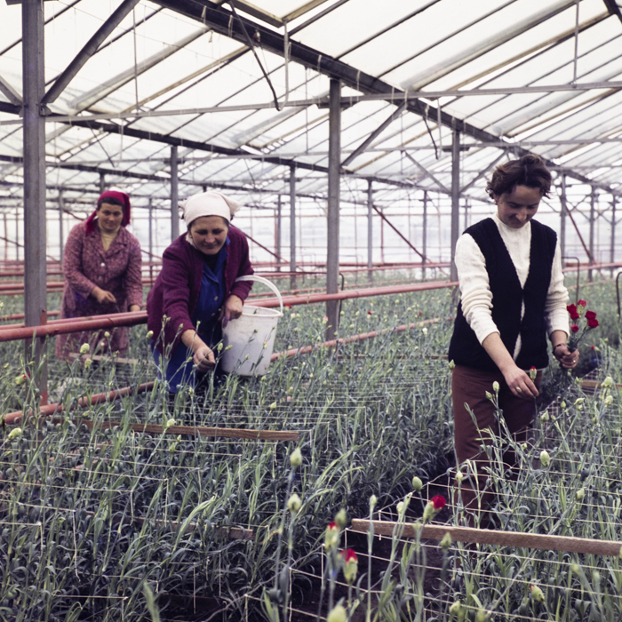 minerva_dn_1974_690_c.a.p_szalonta_020