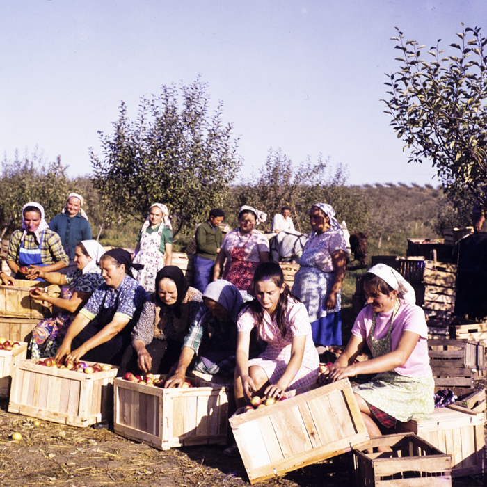 minerva_dn_1976_1982_cules_de_mere_001