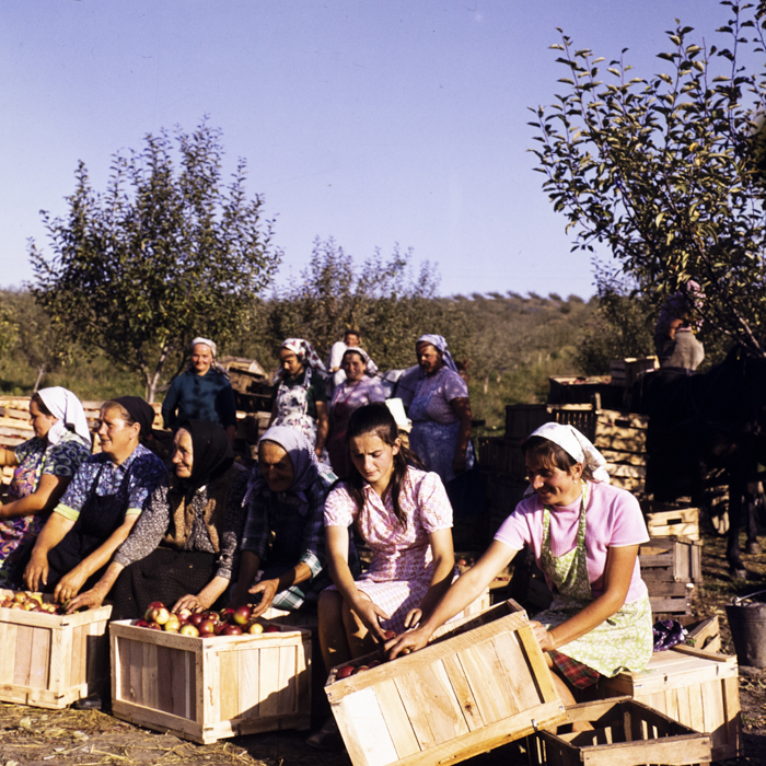 minerva_dn_1976_1982_cules_de_mere_002