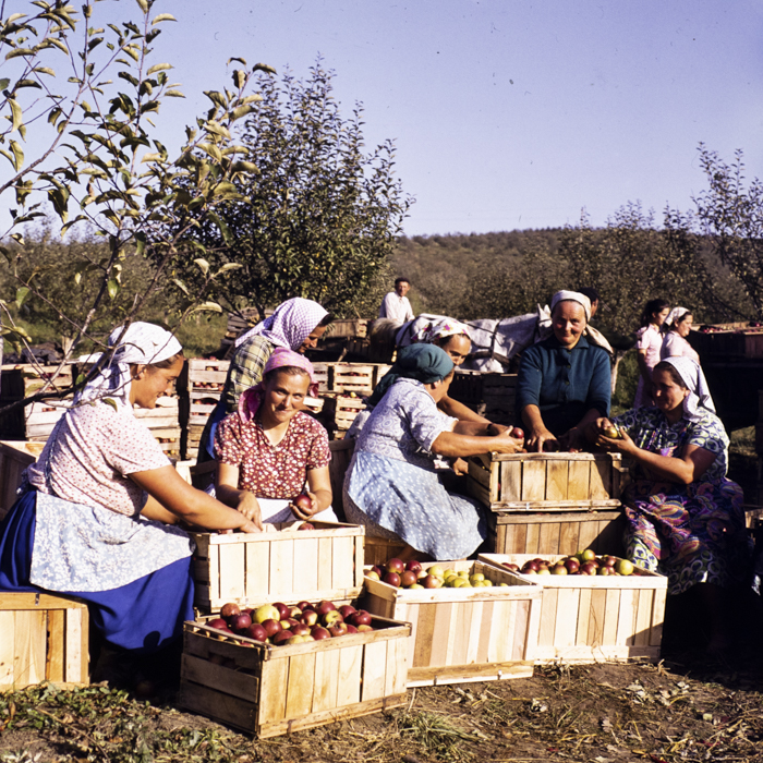 minerva_dn_1976_1982_cules_de_mere_003