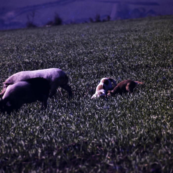 minerva_dn_1976_1982_cules_de_mere_004