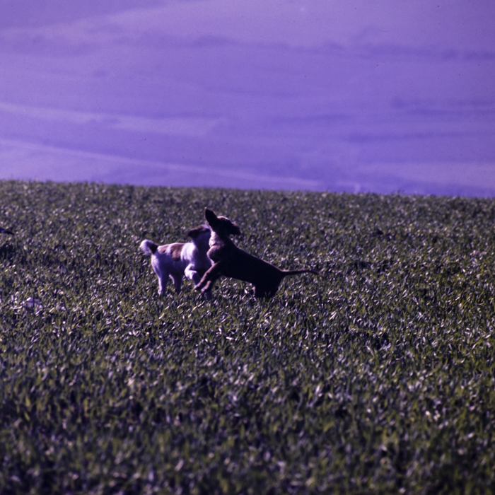 minerva_dn_1976_1982_cules_de_mere_005