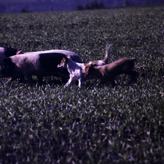 minerva_dn_1976_1982_cules_de_mere_006