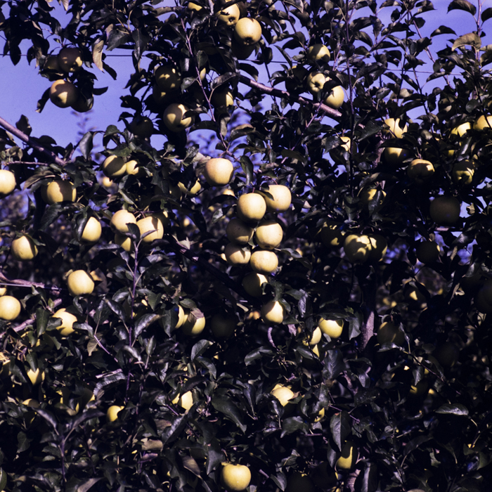 minerva_dn_1976_1982_cules_de_mere_008