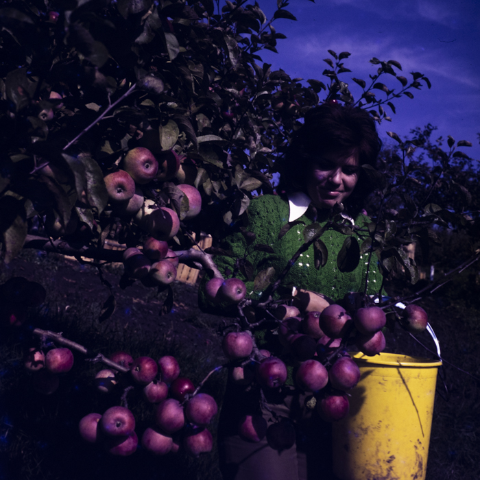 minerva_dn_1976_1982_cules_de_mere_009