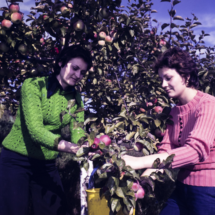 minerva_dn_1976_1982_cules_de_mere_010