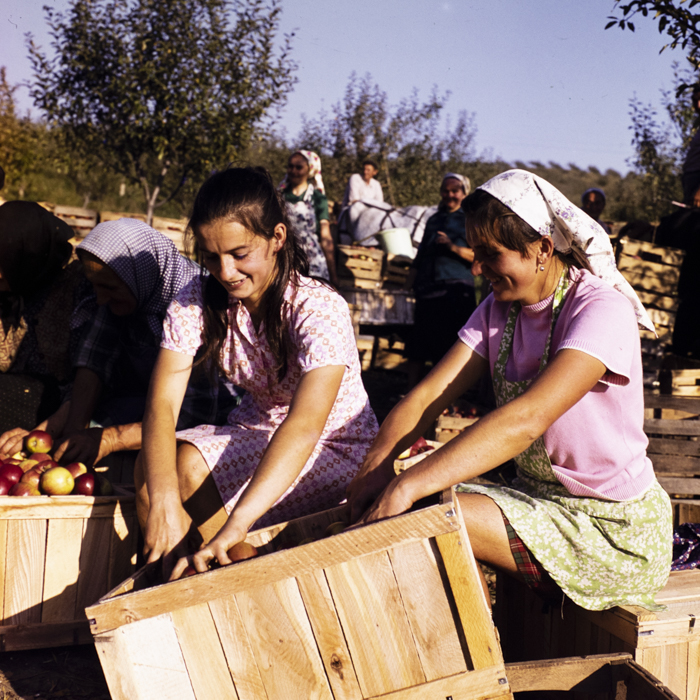 minerva_dn_1976_1982_cules_de_mere_013