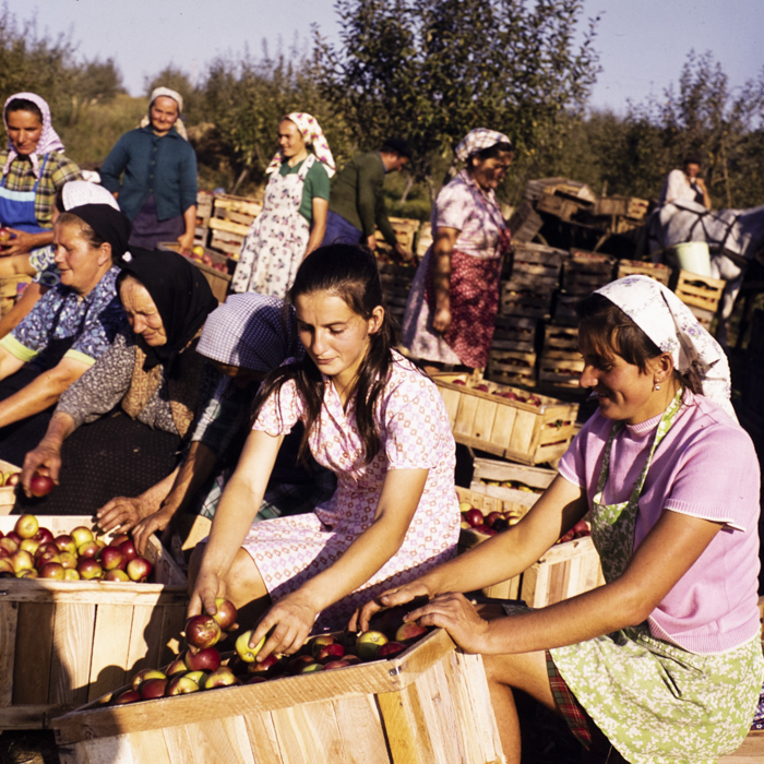 minerva_dn_1976_1982_cules_de_mere_014