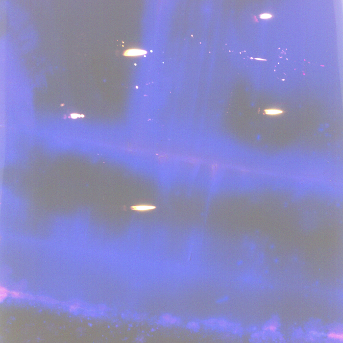 minerva_dn_1977_2005_pom_de_iarna_vinczefi_erzsike_012-2