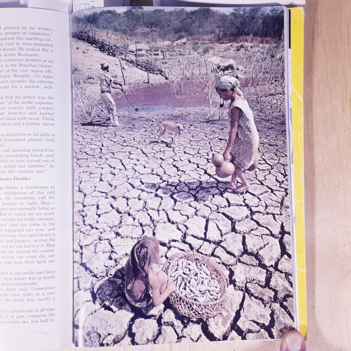 minerva_dn_1977_2222_reproduceri_curiozitati_002