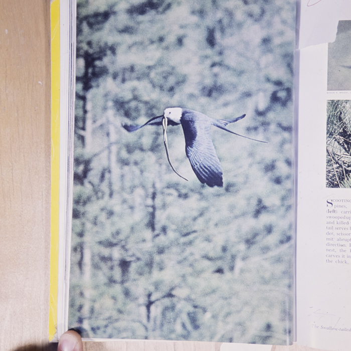 minerva_dn_1977_2222_reproduceri_curiozitati_009