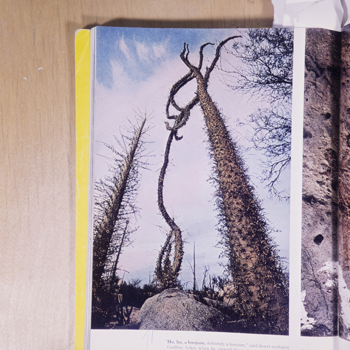 minerva_dn_1977_2222_reproduceri_curiozitati_010