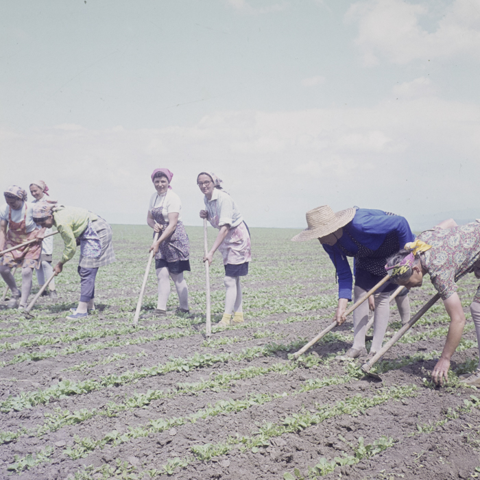 minerva_dn_1977_2234_c.a.p_borosnen_001