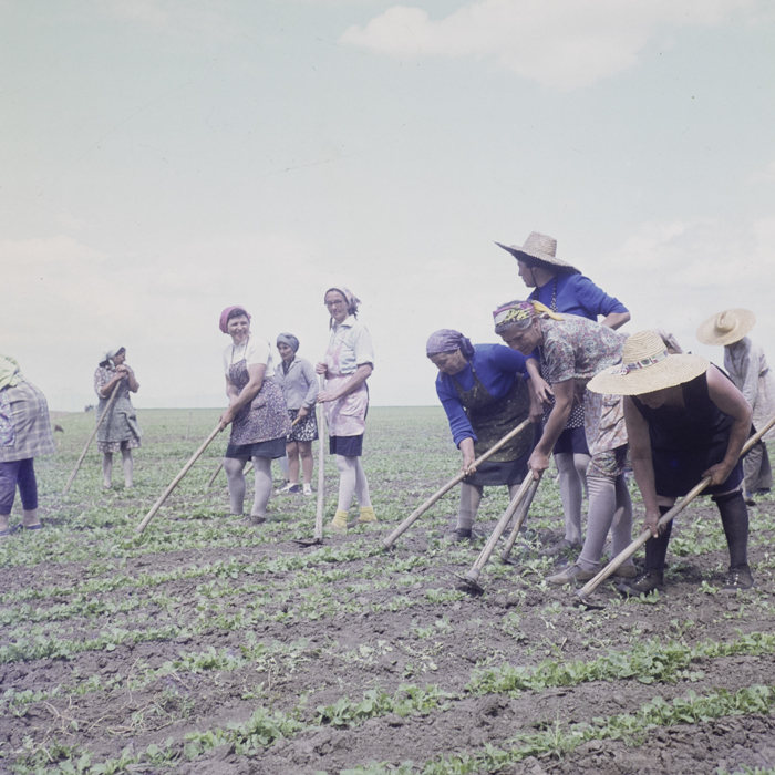 minerva_dn_1977_2234_c.a.p_borosnen_002