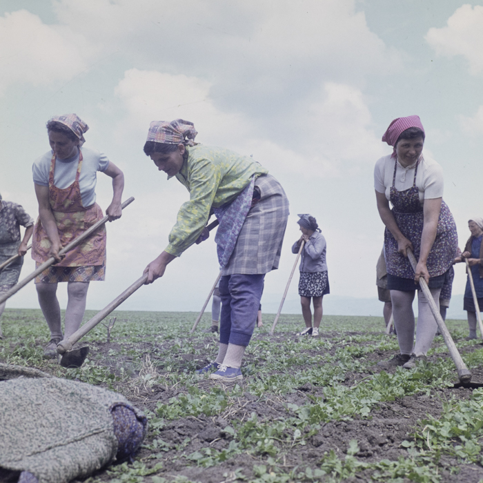 minerva_dn_1977_2234_c.a.p_borosnen_003