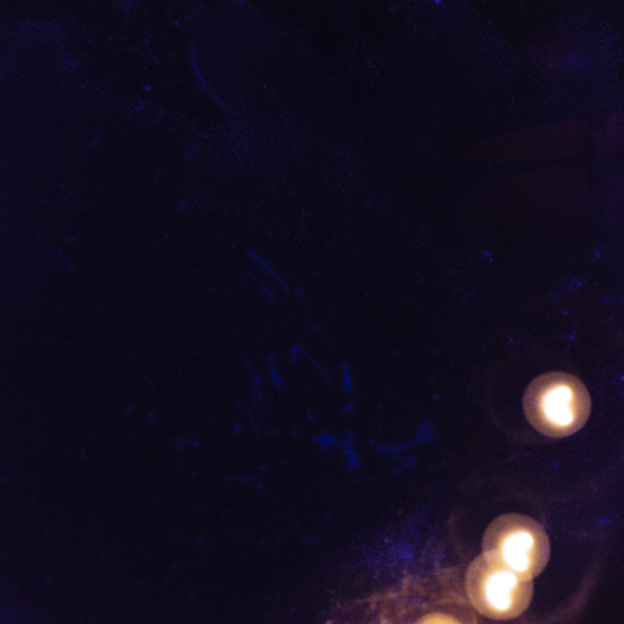 minerva_dn_1977_2238_flori_001